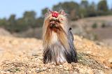 YORKSHIRE TERRIER 173